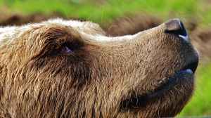 european-brown-bear-wild-animal-bear-dangerous-158233